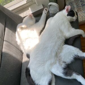 Meet your Posher, Rebekah